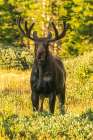 USA, Wyoming, Medicine Bow National Forest. Close-up of bull moose in field. Art Print